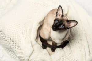 Bingus: The Mystery Behind the Viral Hairless Cat Sensation